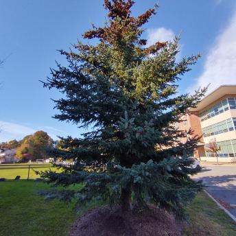 Picea Glauca